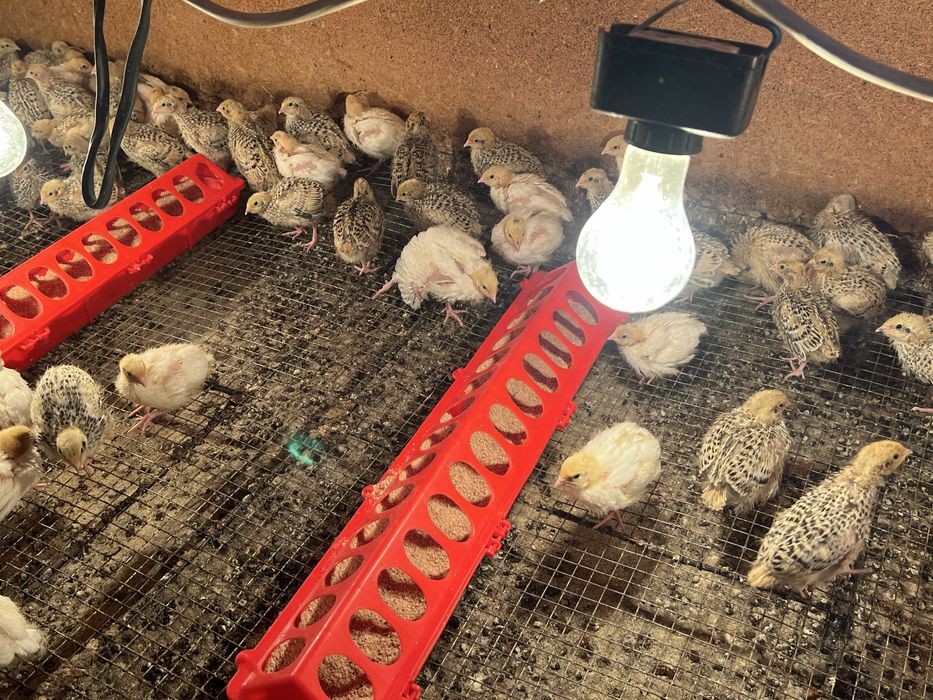 Бөдене балапандар сатылады