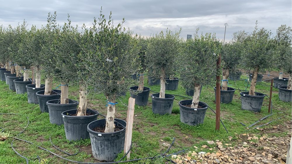 Maslini rezistenti -15 in ghiveci