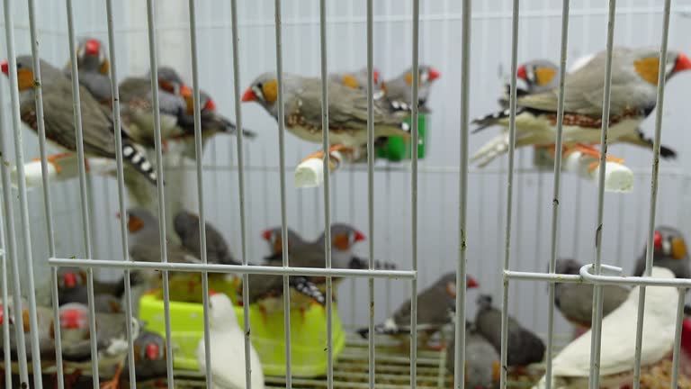 Амадины зебровые