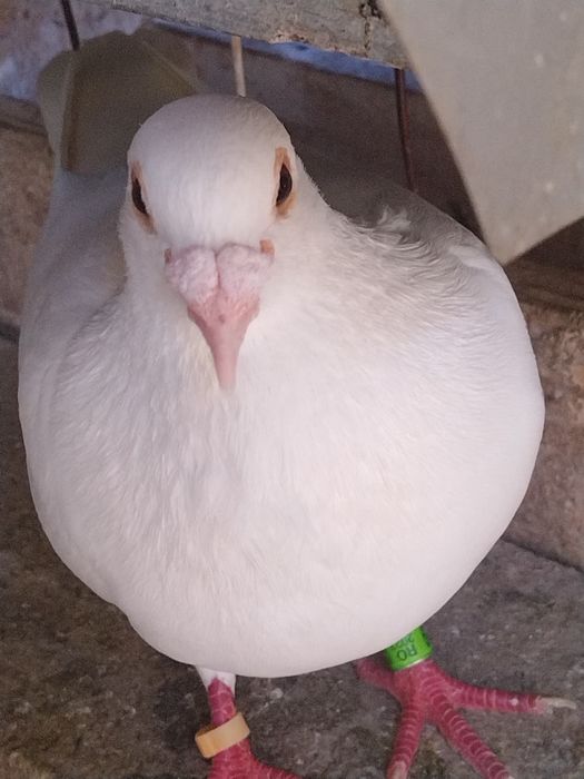 Vand porumbei jucatori galateni si voiajori albi