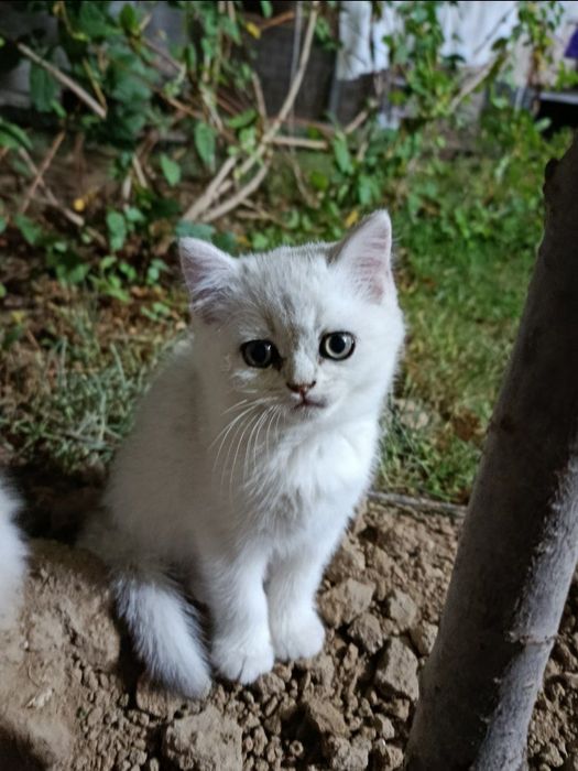Skottish fold va strayt haylend 3 dona qoldi mushukchalar