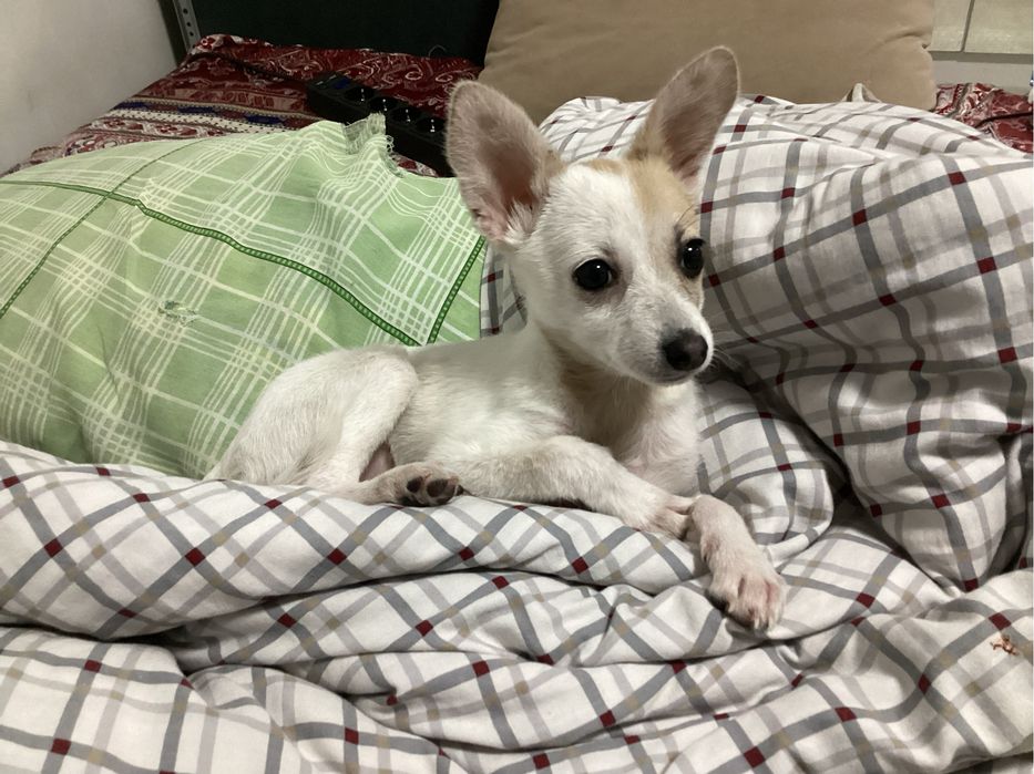 Собака маленькая