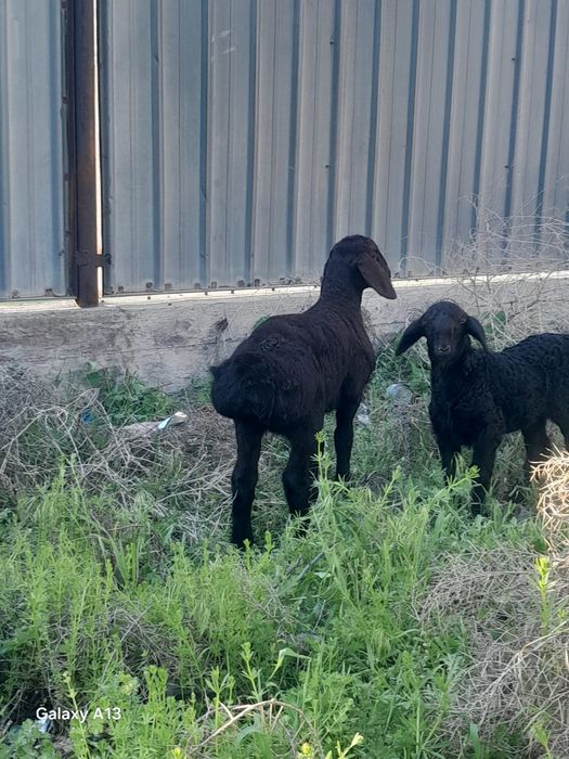 Козылар сатылады 13 бас