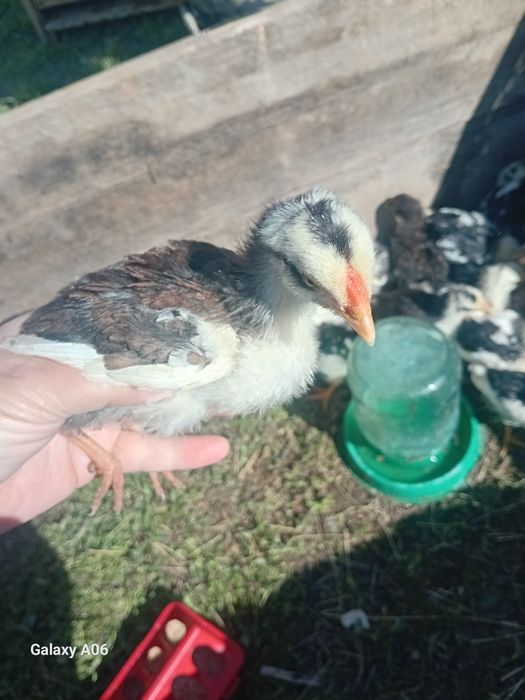 Продам домашних цыплят