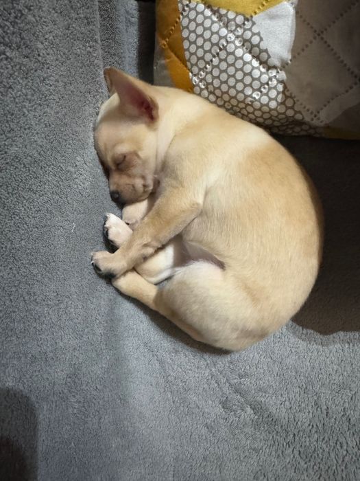 Търсят своя дом малки сърчица