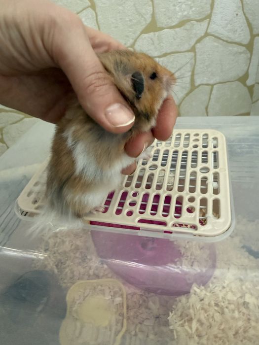 Сирийский хомяк с клеткой