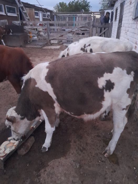 Продам бычков 3 головы