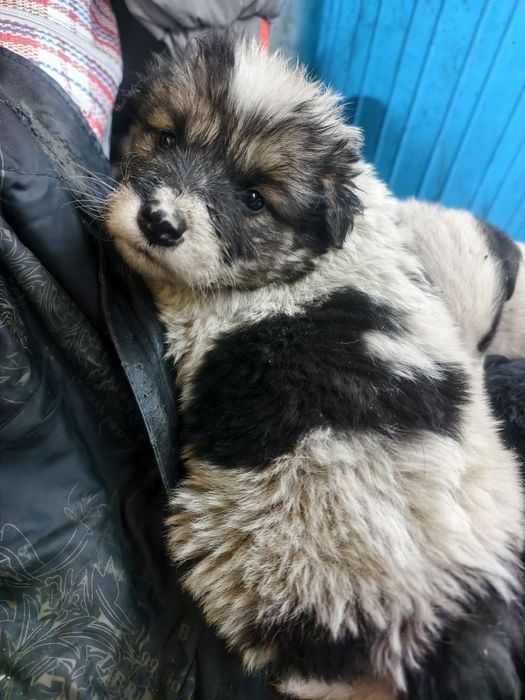 Отдам бесплатно щенков