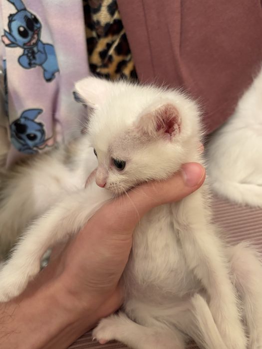 Отдам котят в добрые руки!