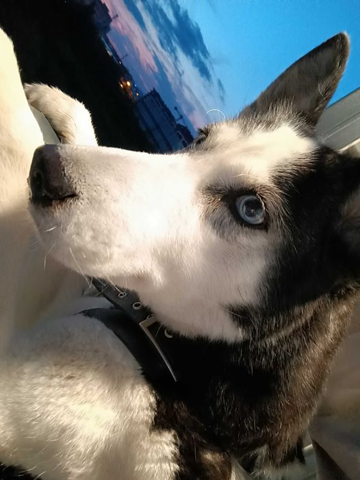 "Хотел" за кучета/гледач/