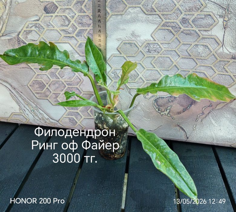 Комнатные цветы. Сингониум, сциндапсус.