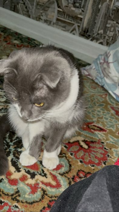 Шотландский мысык сатылады