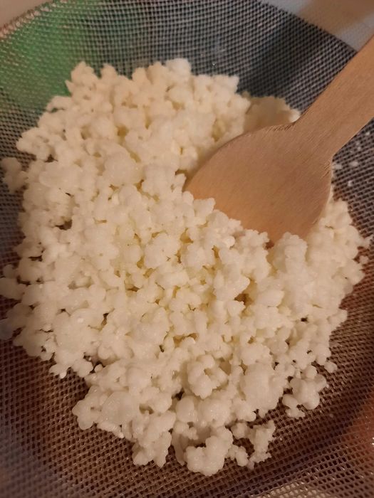 Kefir de lapte chefir ciuperca tibetana si kefir de apa kombucha Scoby