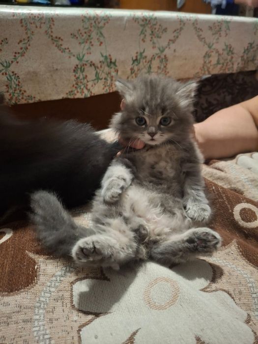 Отдам котят бесплатно