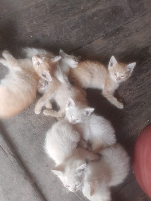 Отдам котят в хорошие руки