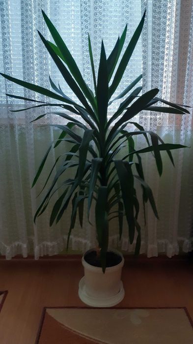 Стайна Юка 143 см