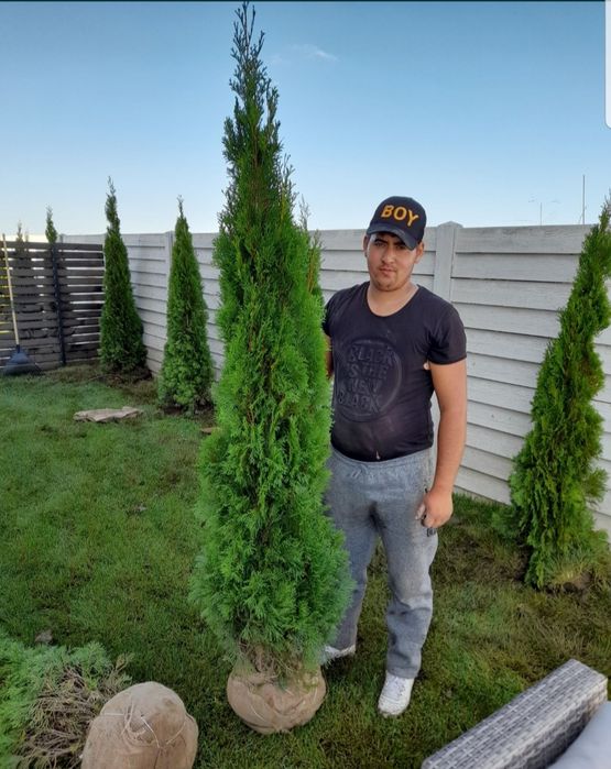 Pon pom, spirale magnolia grandiflora / soulangeana, măslin catalpa