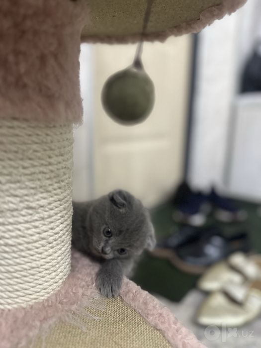 Кошка Мушик зотор