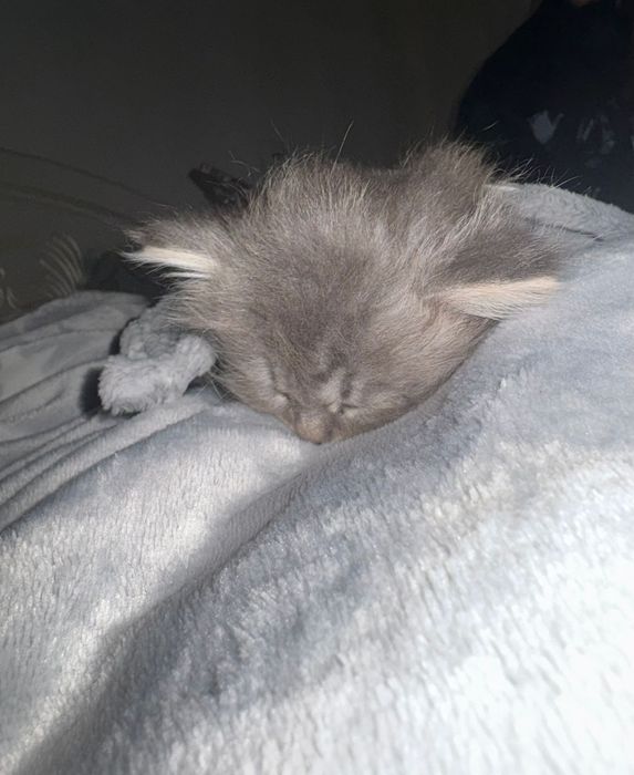 Котенок британец