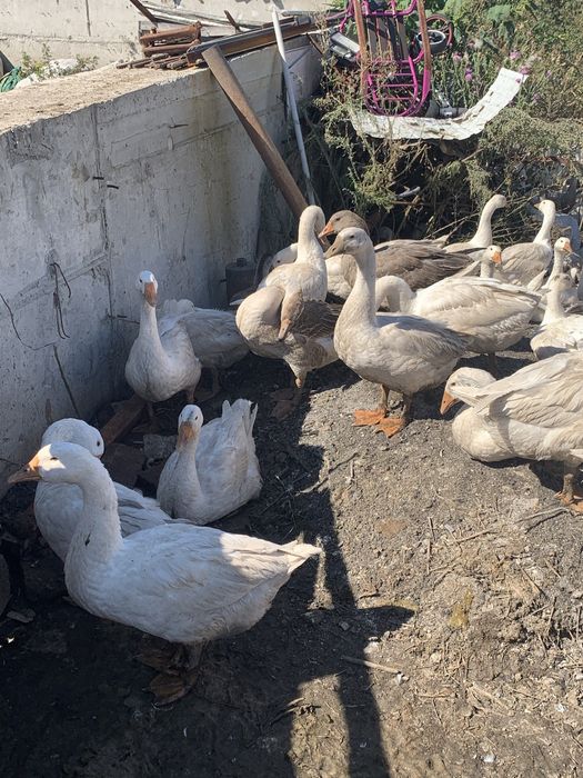 Продам гусьи крупные..
