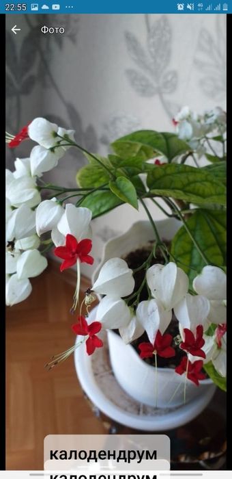 Цветы комнатные разные