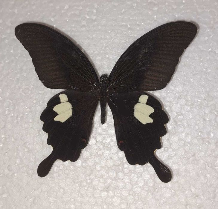 Настоящая бабочка в рамке.