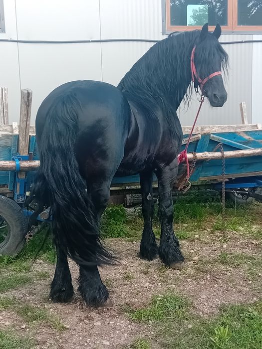 Armasar frizian de vânzare sau schimb