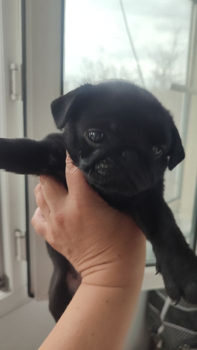 Продажа щенков мопсы