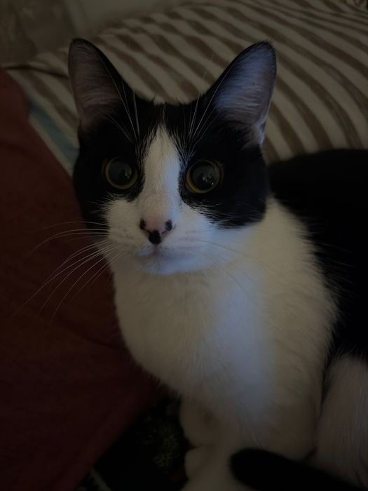 Ищем кота для вязки