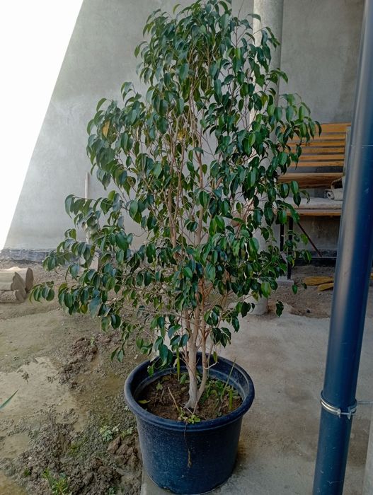 Фикус Гули сотилади