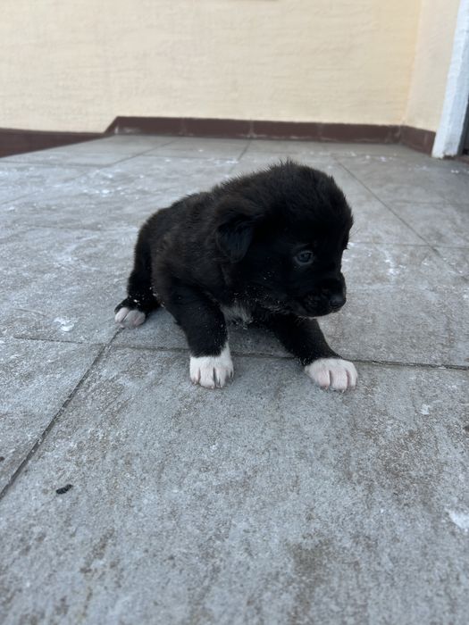 Щенок бесплатно в добрые руки