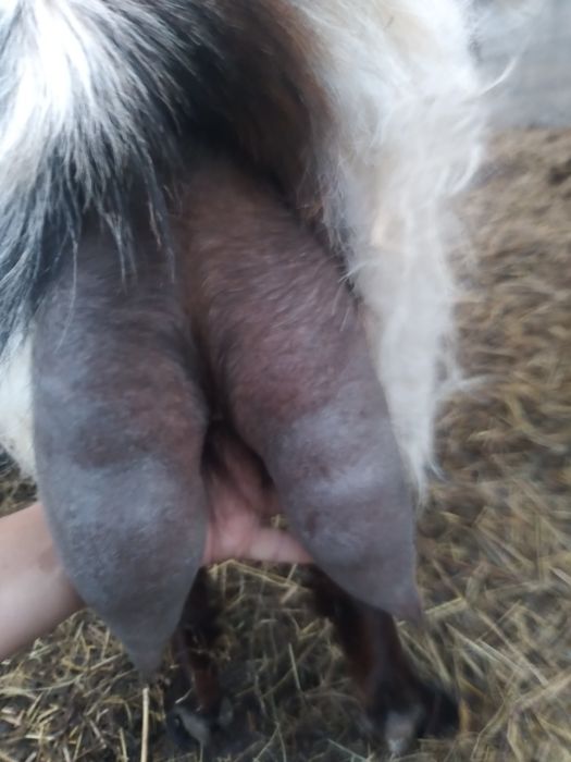 Vând doua capre și un tap!