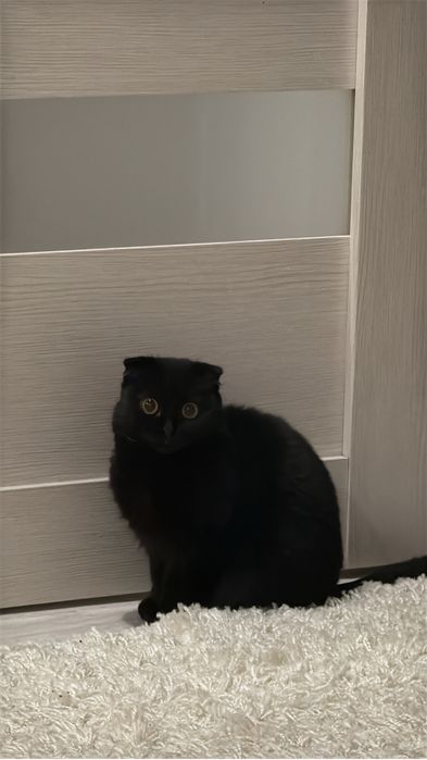 Котенок  шотландский