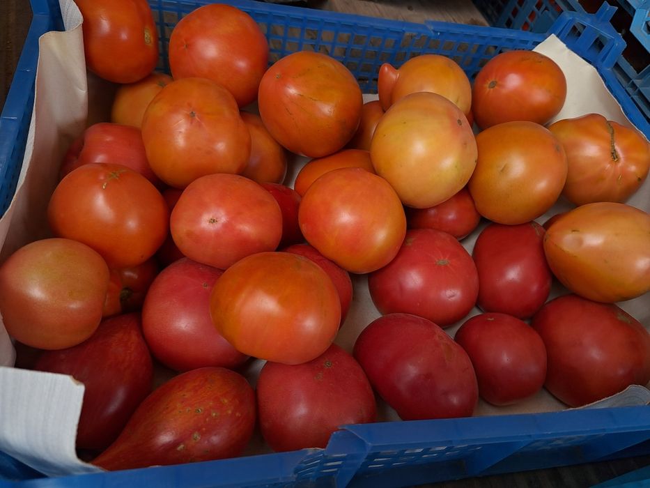 Продам дачные помидоры