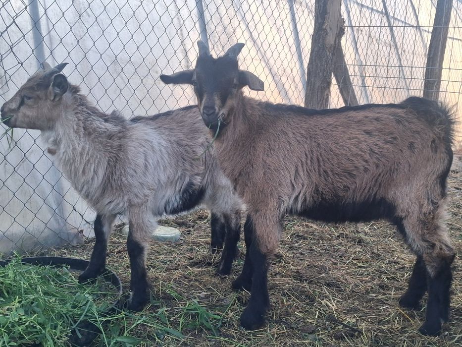 Vand sau dau la schimb iezi