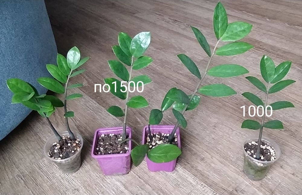 Цветы комнатные разные