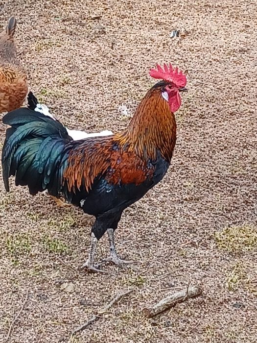 Vând 2 cocoși tineri