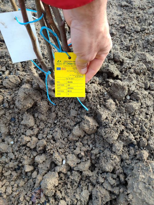 Дръвчета ябълки различни острови останали от моята градина