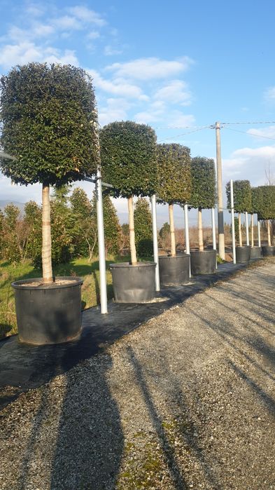 Bonsai din diferite specii de plante