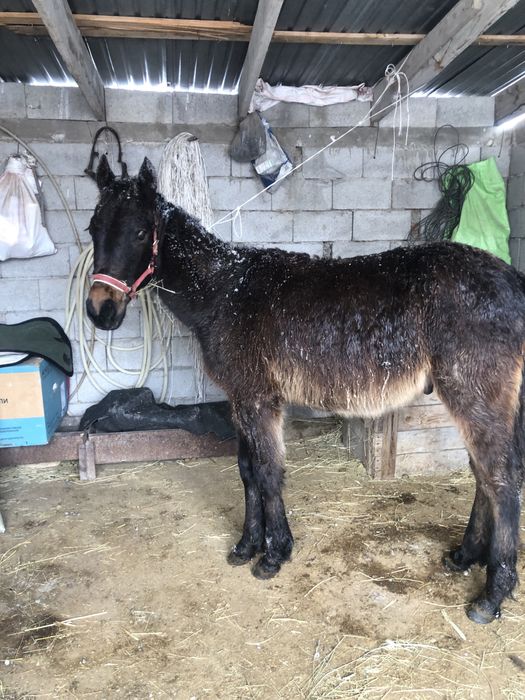 Айрподс гарант қарагер ат болады