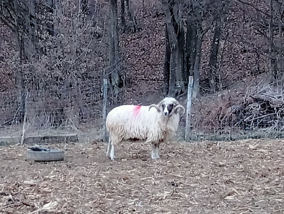 Vând 5 berbeci m-ai multe detalii la telefon