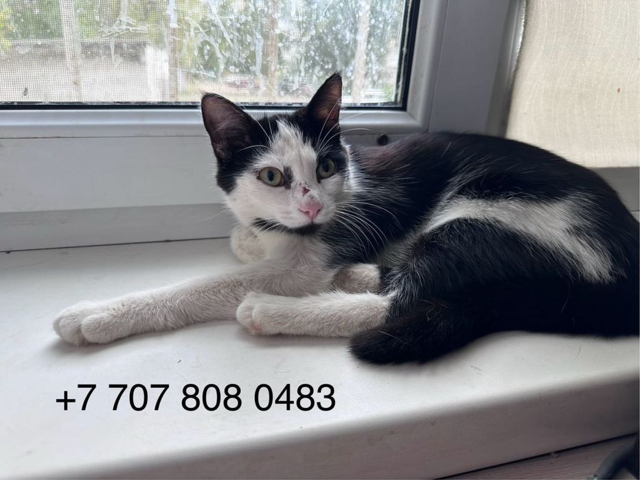 Отдается бесплатно кошка
