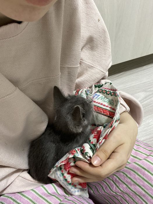 Котенок бесплатно
