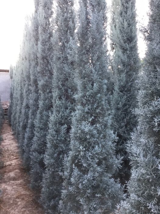 Arizoniskiy Kiparis Archa