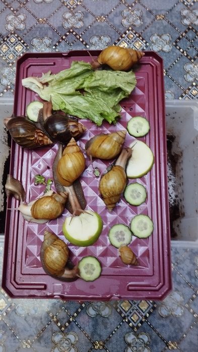 Улитки Ахатины вместе с контенером