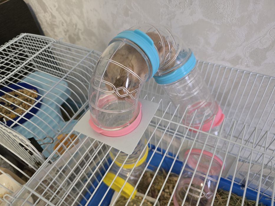 Сирийский хомяк с клеткой