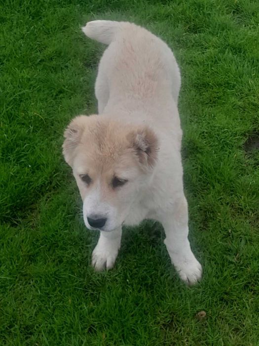 Продавам кученце Алабай на 3 месеца женско