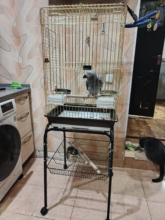 Продается попугай жако