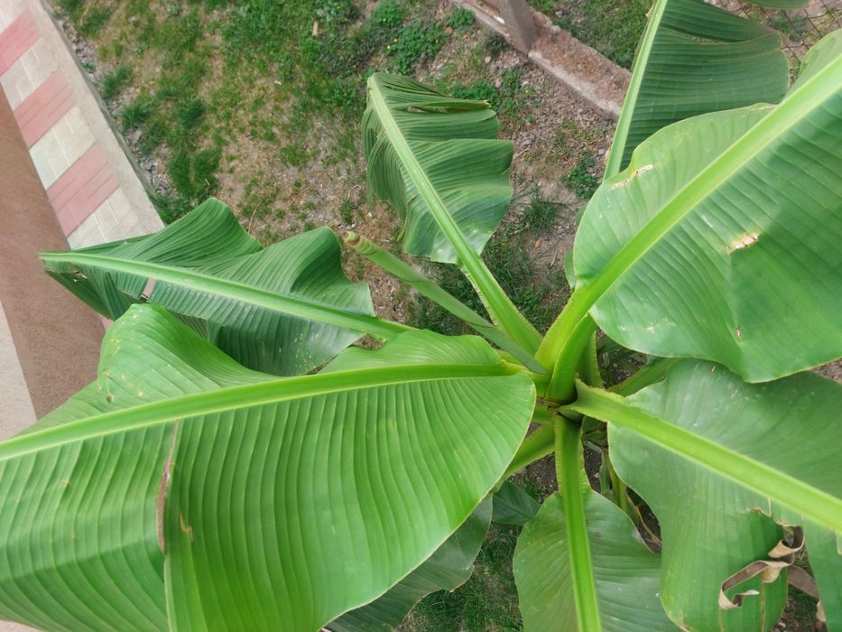 Bananier de Astoreo