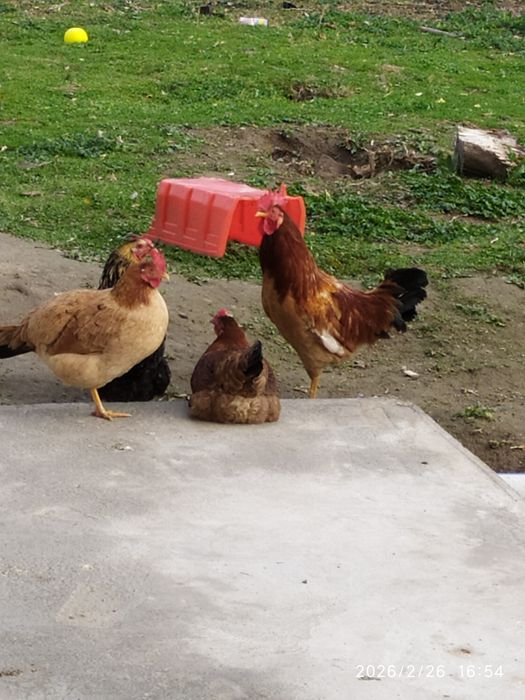 Продаётся Петух...